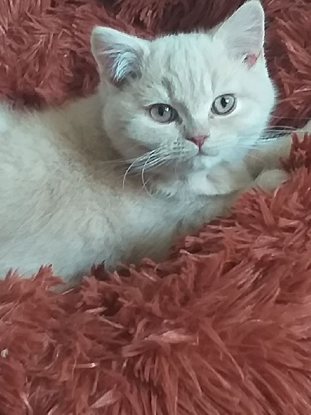 vente chatons British Shorthair et Longhair