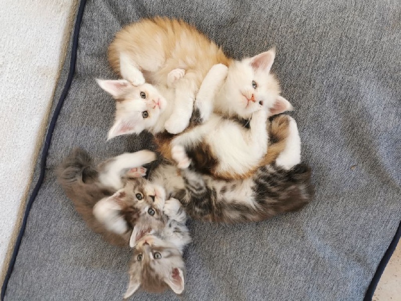 Chatons Maine coon Loof Maine Coon