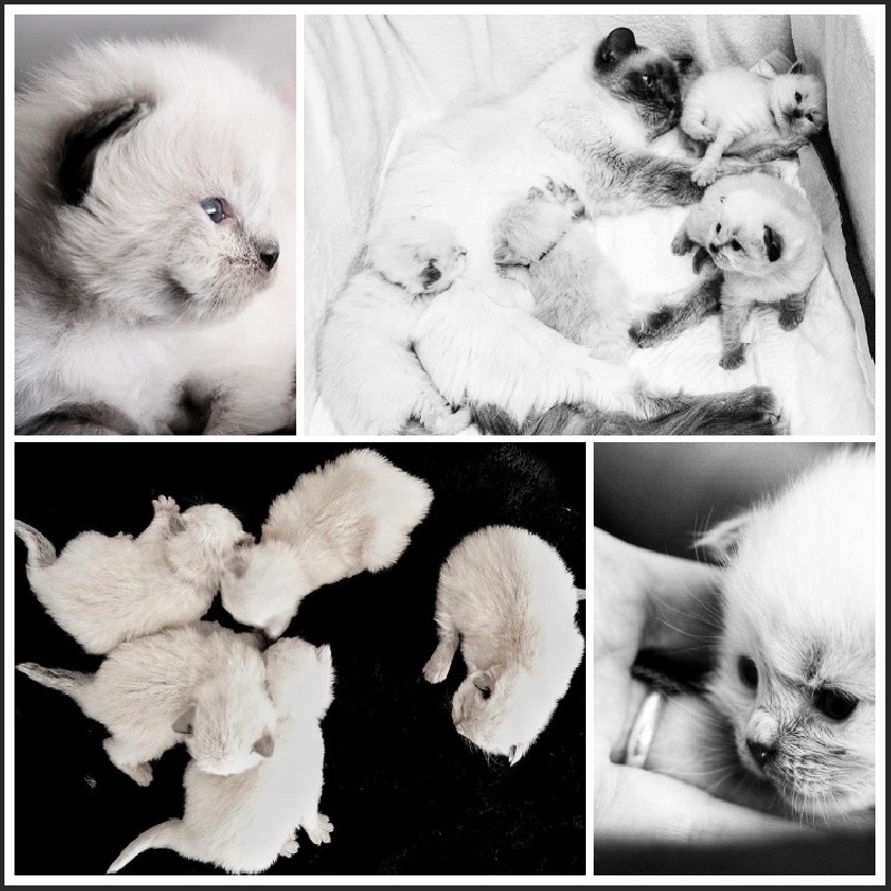 Chatons Ragdoll Ragdoll