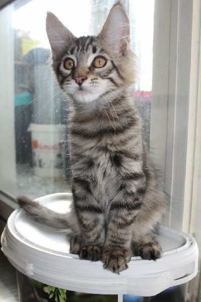 Dernier beau male Maine Coon pour compagnie Maine Coon