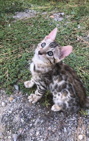 Magnifiques chatons Bengal Bengal