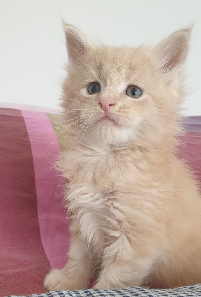 Chatons maine coon Loof Maine Coon