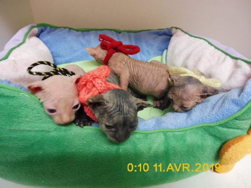 4 SUBLIME BB SPHYNX AU LOOF NON STÉRILISES Sphynx