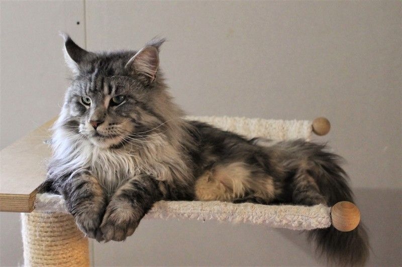 chatons maine coon black silver , beau gabarit Maine Coon
