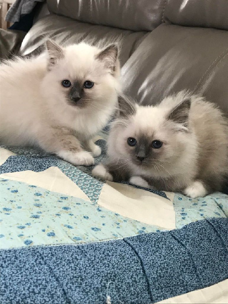 Chatons De La Race Sacre De Birmanie Disponibles Sur Chatons De France