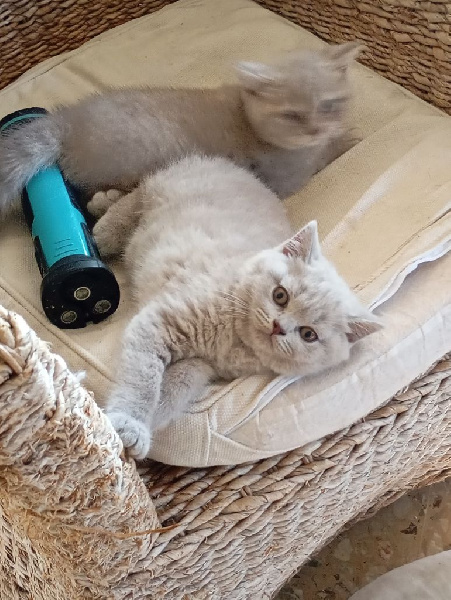 Magnifiques british shortair British Shorthair et Longhair
