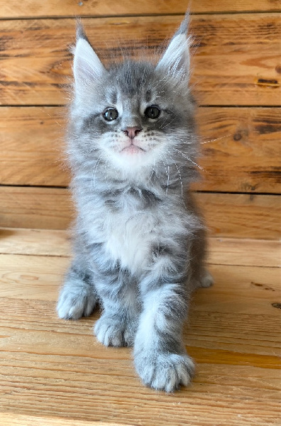 Chatons Maine coon Maine Coon
