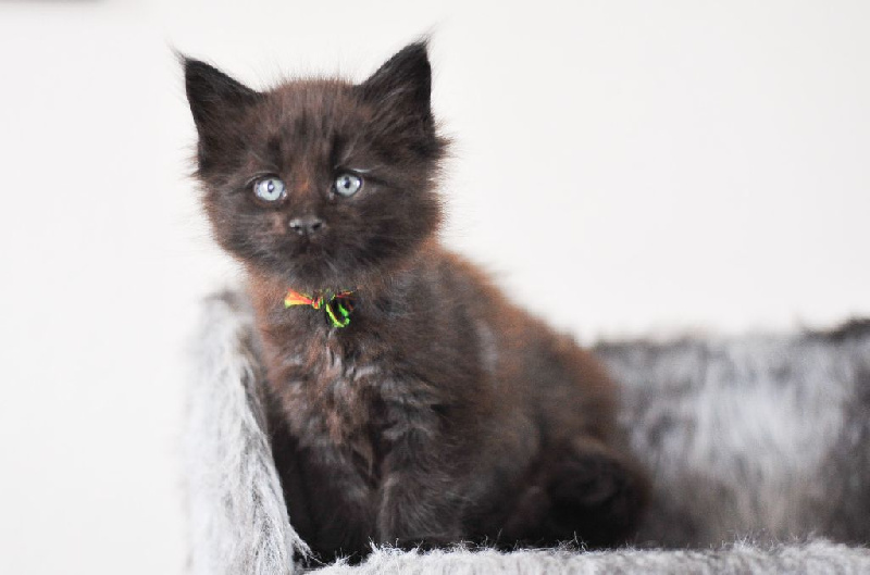 Chatons Maine coons loof Maine Coon