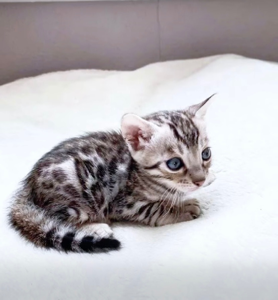 Chatons bengal LOOF Bengal
