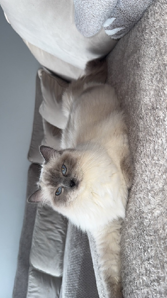 Chatons Ragdolls LOOF Ragdoll