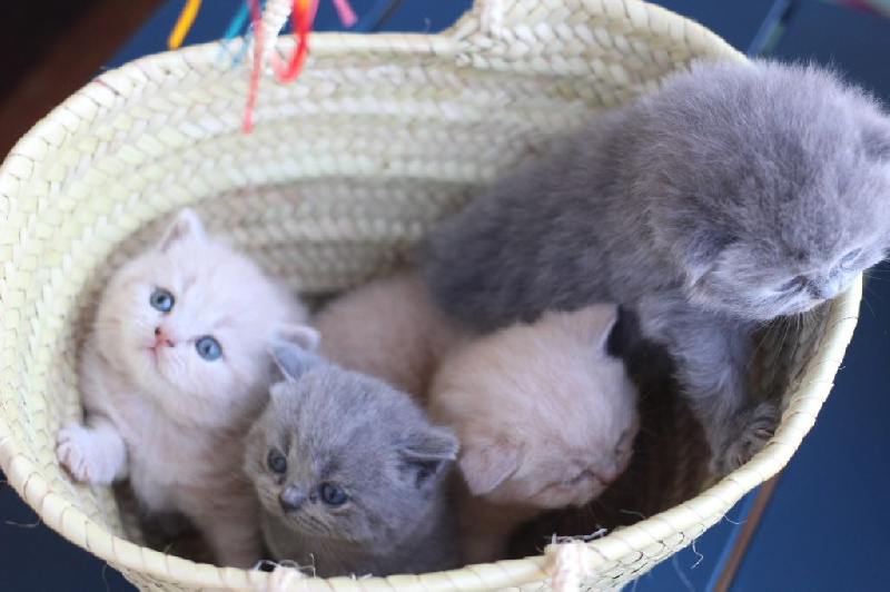 Chatons British Shorthair et Longhair LOOF disponibles British Shorthair et Longhair