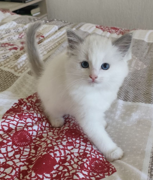 Chatons Ragdoll Ragdoll