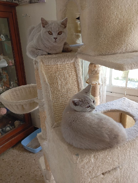 Magnifiques chatons BSH ayant de belles lignees British Shorthair et Longhair