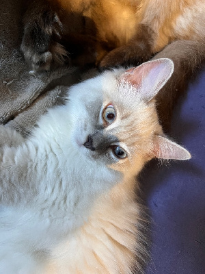 Chatons RAGDOLL pour adoption Ragdoll