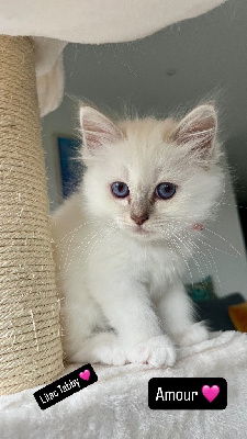 Chatons sacré de birmanie LOOF Sacré de Birmanie