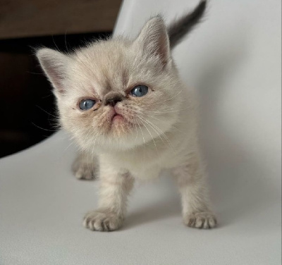 Magnifiques chatons Exotic Shorthair Blue Point Exotic Shorthair