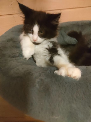 chaton maine coon loof Maine Coon