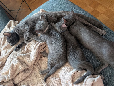 Chartreux - A vendre magnifiques Chartreux LOOF - de croas diben