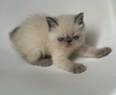 Magnifiques chatons Exotic Shorthair Blue Point Exotic Shorthair