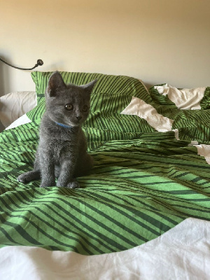 Chartreux - A vendre magnifiques Chartreux