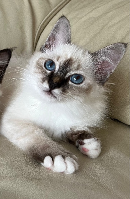Sacr� de Birmanie - Chatons Sacre de Birmanie - De Vegalyre