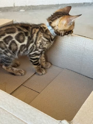 Chaton Bengal Bengal