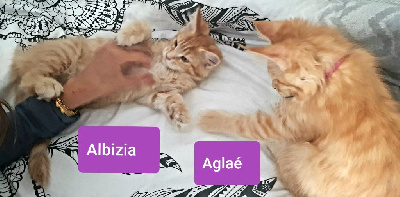 Chatons Maine Coon loof Maine Coon