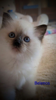 Les licorniaux sont nés au domaine des licornes seal Ragdoll