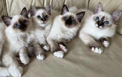 Sacr� de Birmanie - Chatons Sacre de Birmanie - De Vegalyre