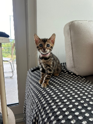 Chaton Bengal Bengal