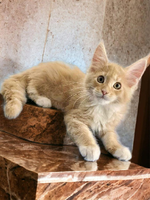 Maine Coon - chaton maine coon loof