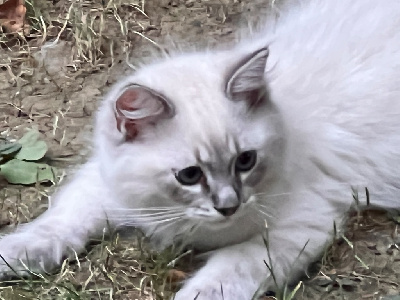 Chatons RAGDOLL pour adoption Ragdoll