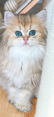 British Shorthair et Longhair - Petite femelle à réserver  - Parc des duchesses