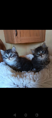 chatons sibériens de tres belles lignees Sibérien