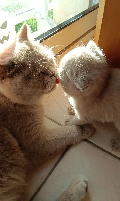 Magnifique BRITISH SHORTHAIR loof British Shorthair et Longhair