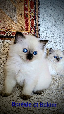 Les licorniaux sont nés au domaine des licornes seal Ragdoll