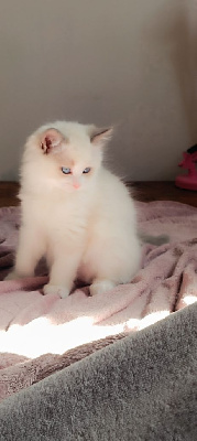 Ragdoll - Chatons Ragdoll 