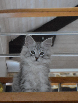 Chatons maine coon Maine Coon