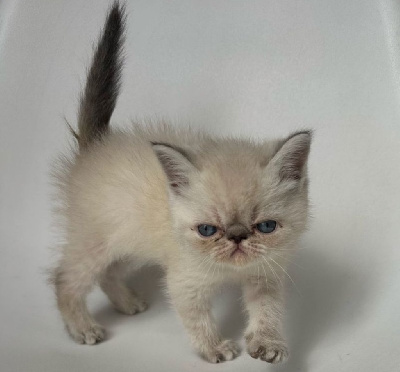 Magnifiques chatons Exotic Shorthair Blue Point Exotic Shorthair