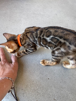 Chaton Bengal Bengal
