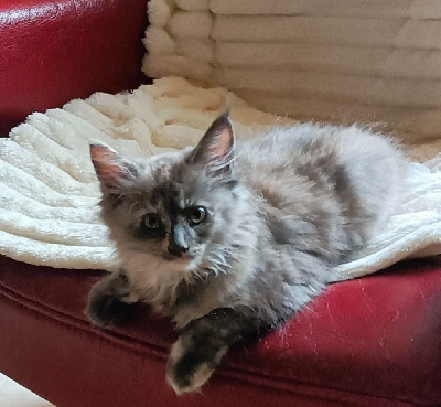 Chaton maine coon loof Maine Coon