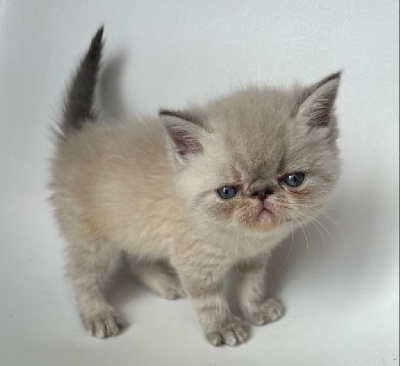 Magnifiques chatons Exotic Shorthair Blue Point Exotic Shorthair