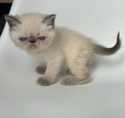 Magnifiques chatons Exotic Shorthair Blue Point Exotic Shorthair
