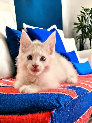 chaton maine coon loof Maine Coon
