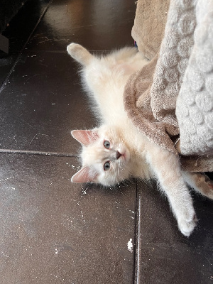 Chatons RAGDOLL pour adoption Ragdoll