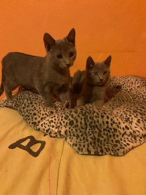 Chartreux - Chatons chartreux - Du bois dâ€™Ã©meraude