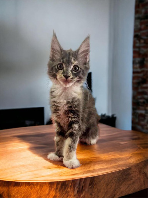 chaton maine coon loof Maine Coon