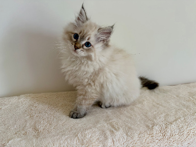 Sib�rien - MAGNIFIQUES CHATONS SIBERIENS