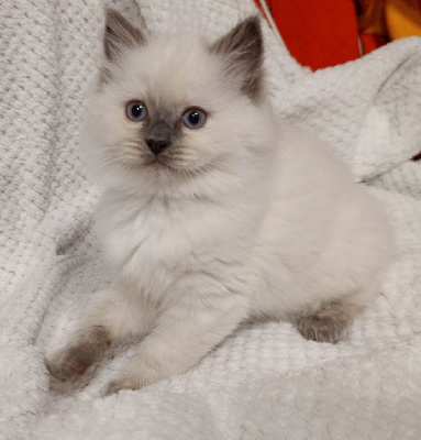 Ragdoll - Magnifiques chatons Ragdoll  - OF THE IMPERIAL RAGS