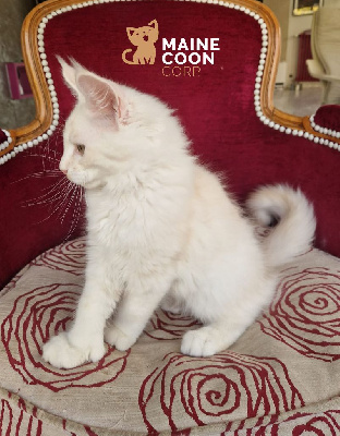 Magnifiques chatons Maine Coon High Silver - lignees shaded rares (Amiens) Maine Coon